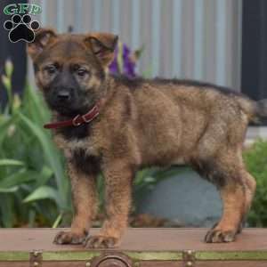 Kira, German Shepherd Puppy